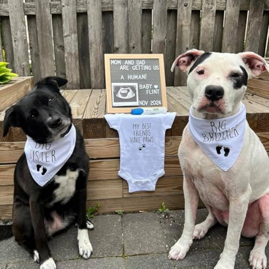 Blank Dog Bandanas Large-1PCS, - Bandana Blank White 评论和价格